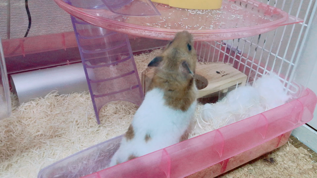 ヤクルト1000を貰った！腕力を駆使するハムスターの記事動画