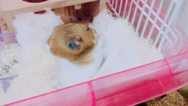 騒がしい我が家と小さいことは気にしないハムスターの記事動画