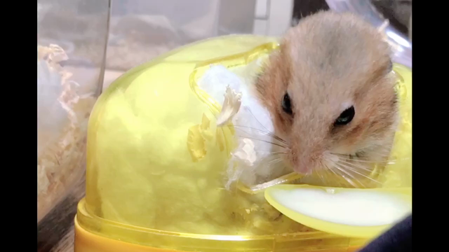 ハムスターおばあちゃんメニューを探る！の記事動画
