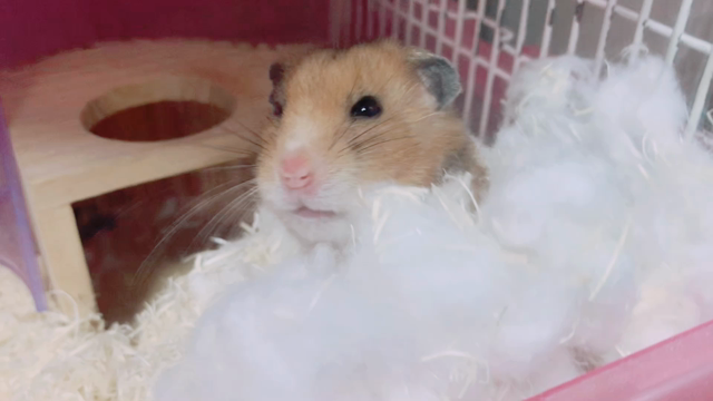 大人顔のハムニーと仲間入りのカエルとメダカの記事動画