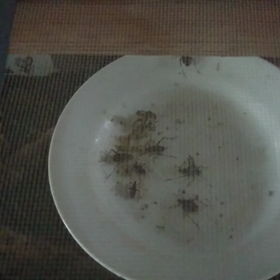 鈴虫の画像