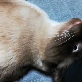 むぎちゃん動画保管２の画像
