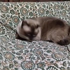 むぎちゃん動画保管３の画像