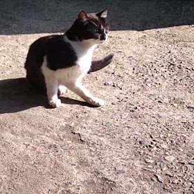さくらとにゃんずの画像