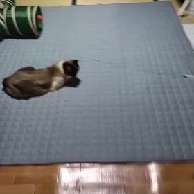 むぎちゃん動画保管１の画像