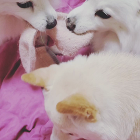 いじけて掘り掘りする小雪♡可愛すぎ♡の画像