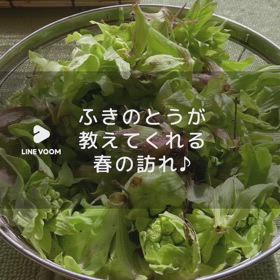 【ふきのとうが教えてくれる春の訪れ】の画像