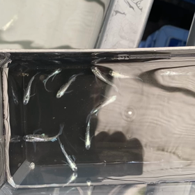 遂に来たの画像