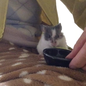 小さなハムスターもハムリンピック٩(^‿^)۶の画像