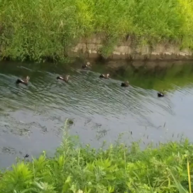 カルガモの画像