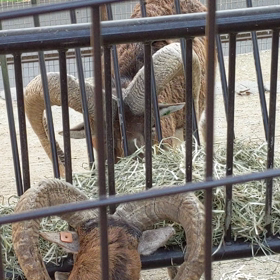 多摩動物公園の画像