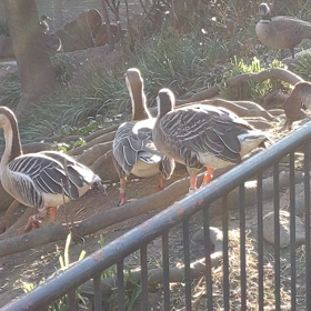 多摩動物公園の画像