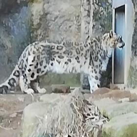 ユキヒョウの画像