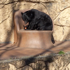 多摩動物公園の画像