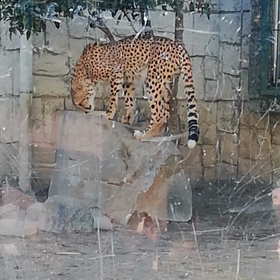 チーターの画像