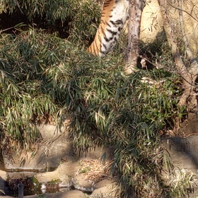 多摩動物公園の画像