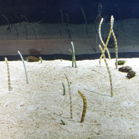 すみだ水族館の画像
