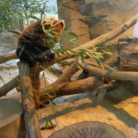 多摩動物公園の画像