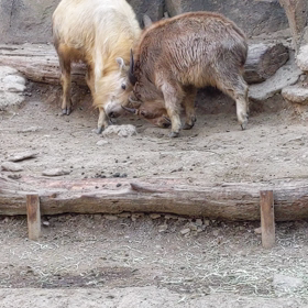 多摩動物公園の画像
