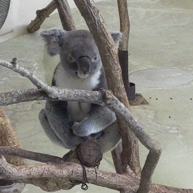 多摩動物公園の画像
