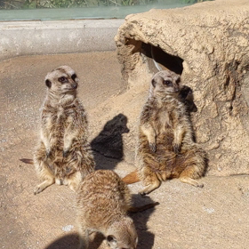 東武動物公園の画像
