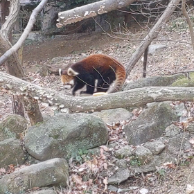 多摩動物公園の画像