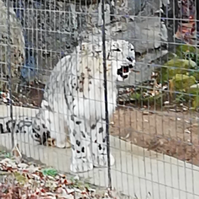 ユキヒョウの画像