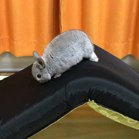 らむのすべり台の画像