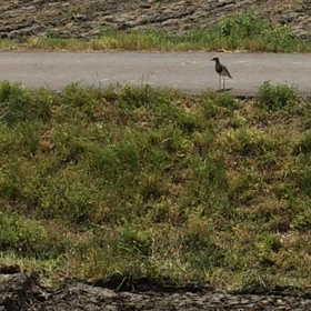 ケリって鳥知ってる？の画像