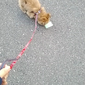 初散歩まる君の画像