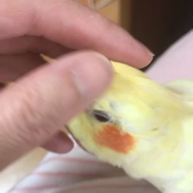 春です^_^の画像