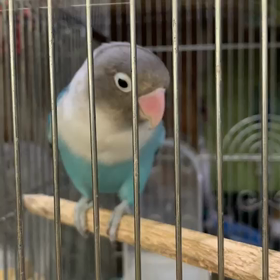 新しい家族∧( 'Θ' )∧の画像
