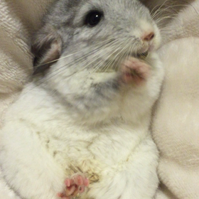 とろろちん♡家のことの画像