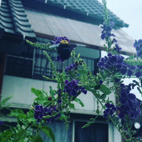 バンブルビーの画像