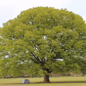 今日は動画だよの画像