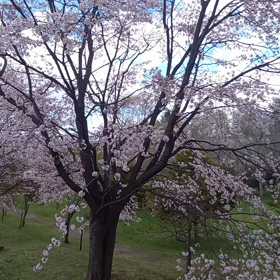 公園の画像