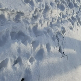 雪解けの画像