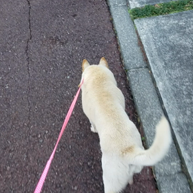 保護犬マルのお散歩♪の画像