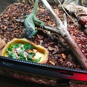 2ヶ月の時のごはんの画像