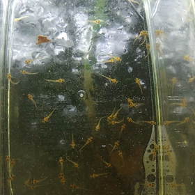 ちびちびコリドラス(≧▽≦)の画像