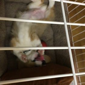 はぐはぐタイムの画像