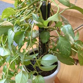 早く起きた日は ３メートル７０㌢の 草と格闘の画像
