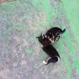 懐かしい動画が発掘されましたの画像