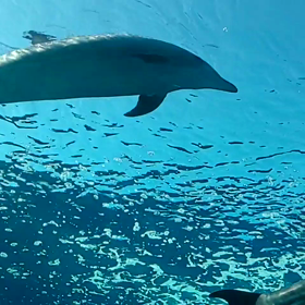 水族館の画像