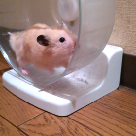 ガラガラガラガラ？の画像