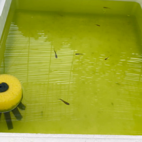 タンティーメダカ倶楽部の画像