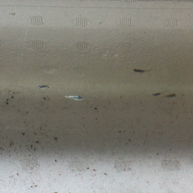 サバの極みの稚魚の引っ越しの画像