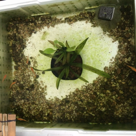 タケチャンメダカ倶楽部の画像