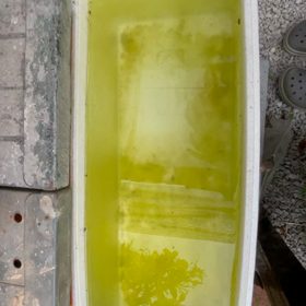 タンティメダカ倶楽部の画像