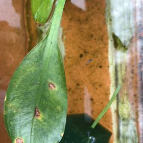 三色黄色体外光ラメの稚魚とミックス稚魚の画像